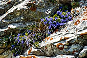 Monte Baldo (Trentino) - Bonarota comune (Paederota bonarota)